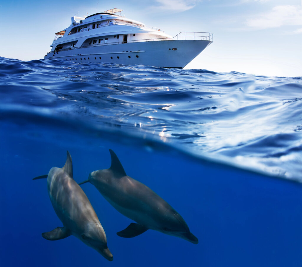 Dolphins with yacht